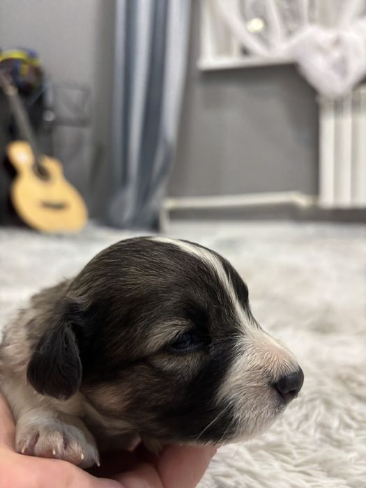 Отдаю щенков в добрые руки)