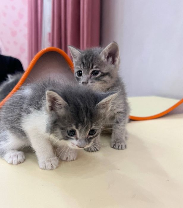 Продаются котята