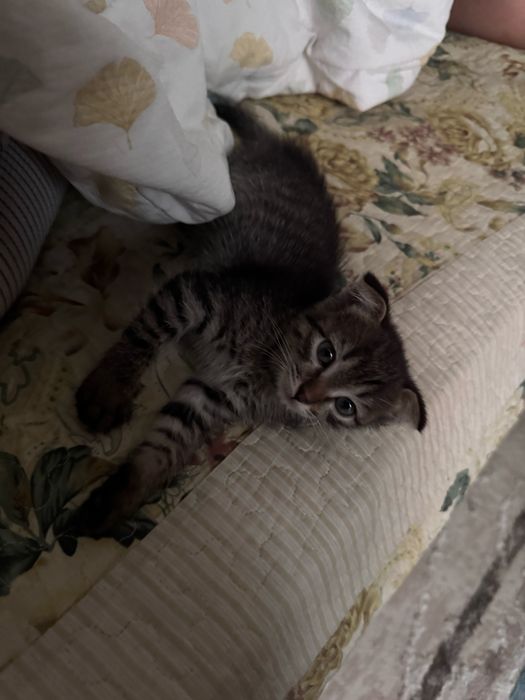Продам веслоухую кошку
