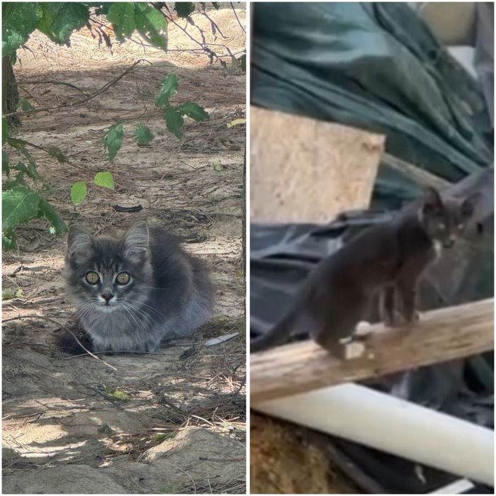 Котята в ответственные руки!