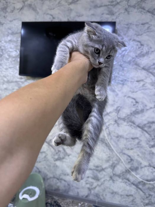 Котята веслаухие