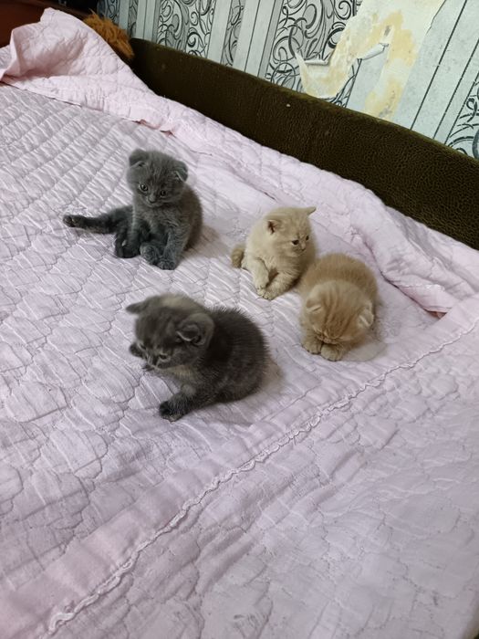 Продам котят бриташки