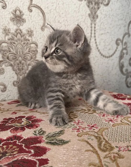 Роскошные Котята