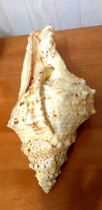 Морская раковина.