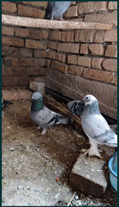 Sotiladi 8 ta bor hamasi juft boʻlgan