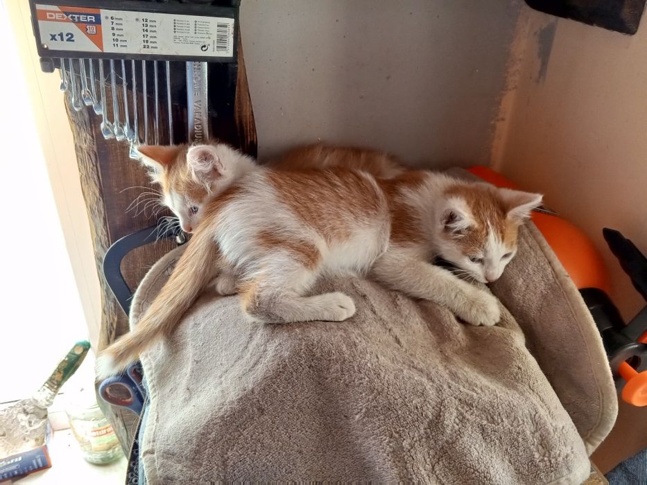 Мини котики, мальчики котята