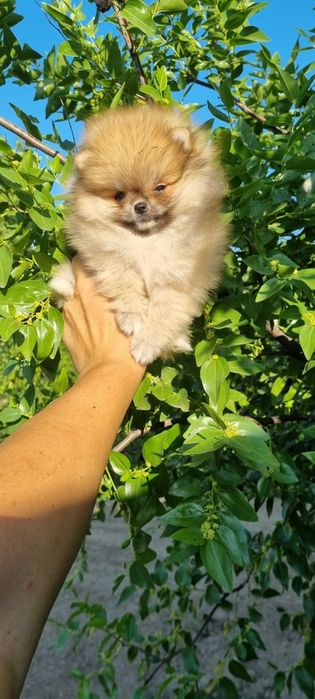 Померан померанче мини