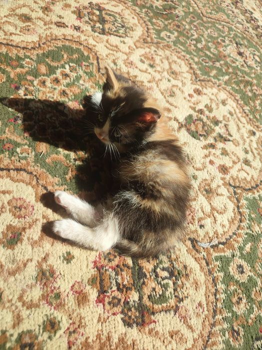 Отдам котят в хорошие руки