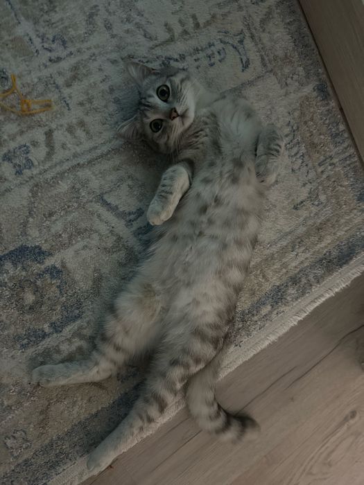 Продам кошку 1 годик