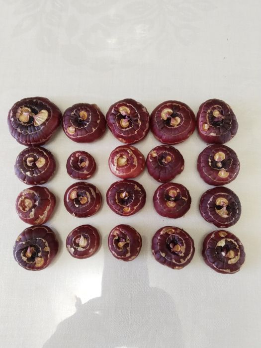 Луковицы  гладиолусов