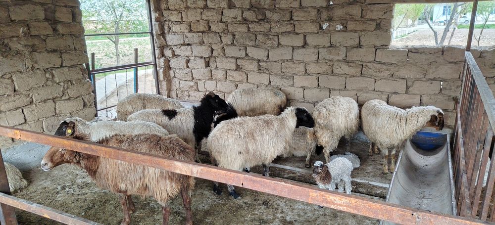 Zotdor qo'ylar va qo'zilar