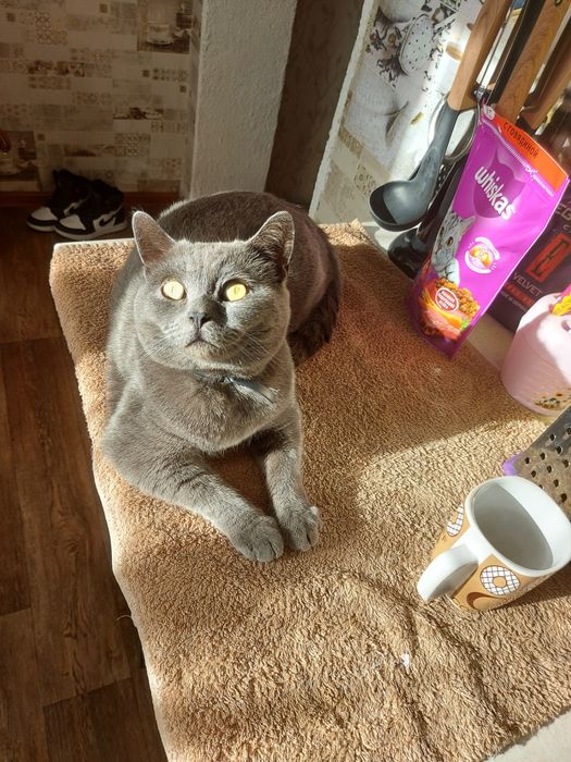 Отдам ласкового кота