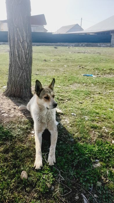 Ассалаумағалайкум ит сатам