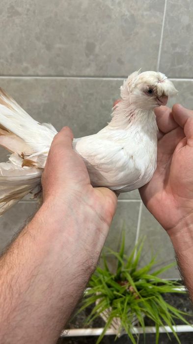 Продам совсем молодую гульбадамку