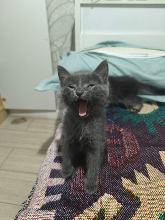Котята котёнок купить