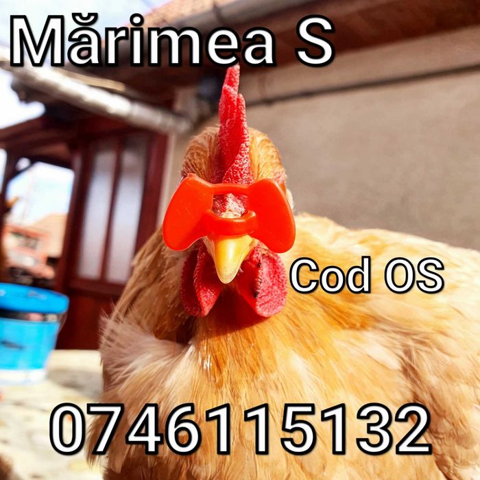 Pasari Domestice – Pasari Fazani Gaini Pauni Cocosi – Ochelari Fără Ac – OS