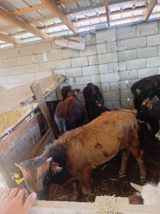 15 бас бызау круг