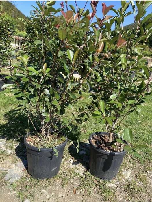 Plante de Exterior-Inalta Calitate