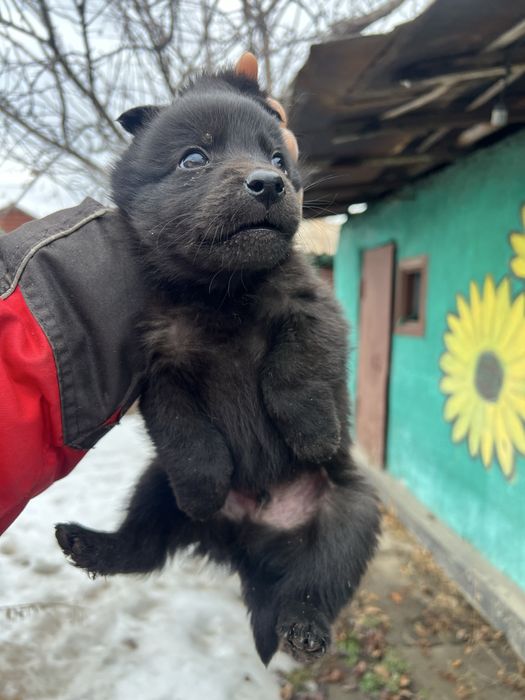 Щенята в добрые руки