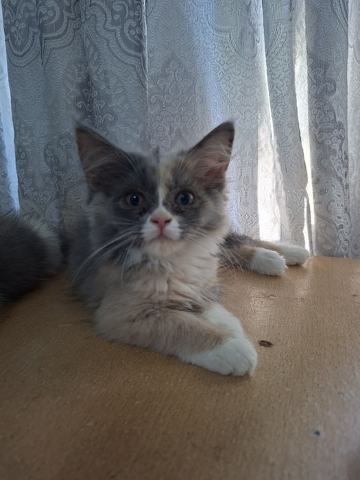 Отдается в добрые руки котенок скотиш страйт хайленд