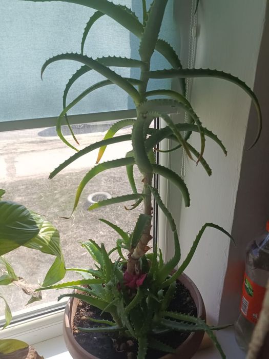 Алое-вера, Алое за 4000 тг