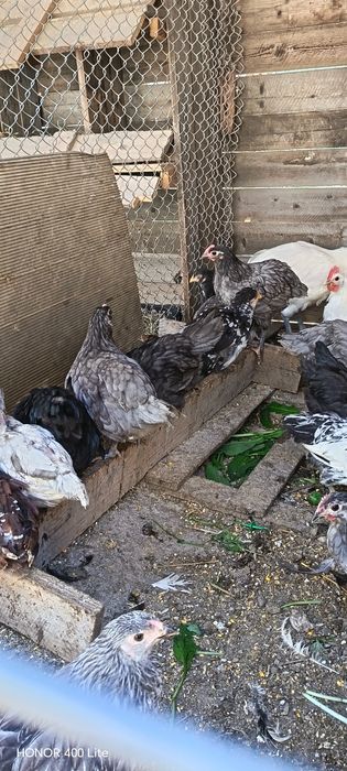 Cocoșei australorp