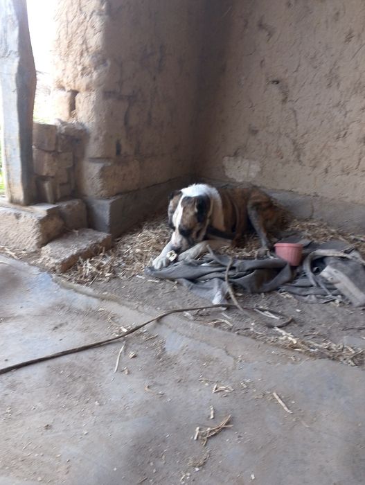 It sotiladi zotdor 1yoshar