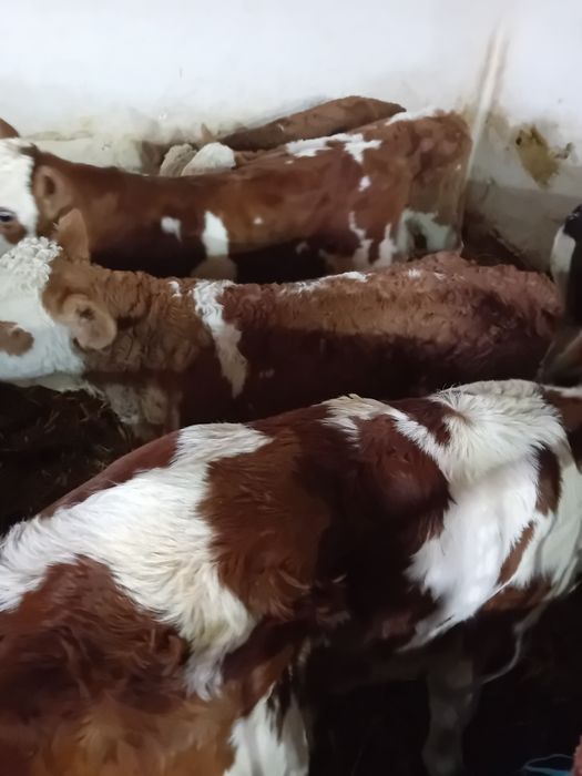 Taurasi și vitele baltati