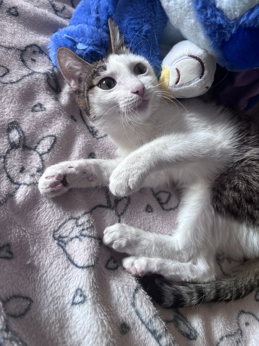 мальчик, 4 месяца, в добрые руки