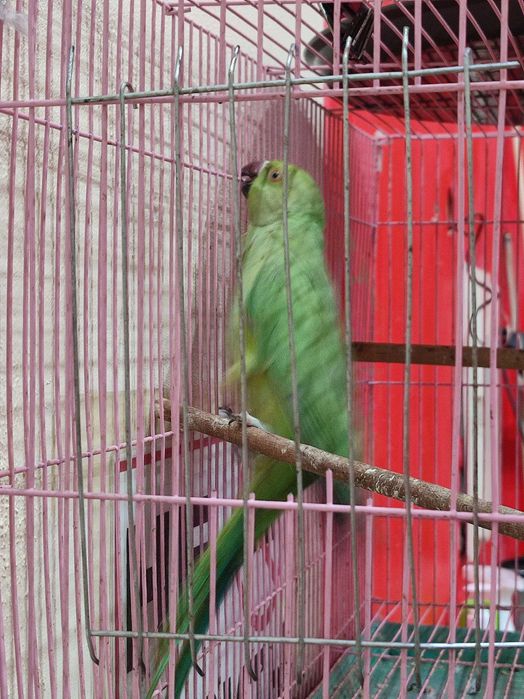 Продам попугая,не дорого.