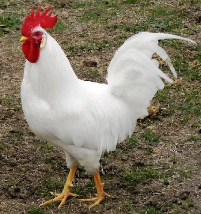 Продам петушков! (Пародистых)