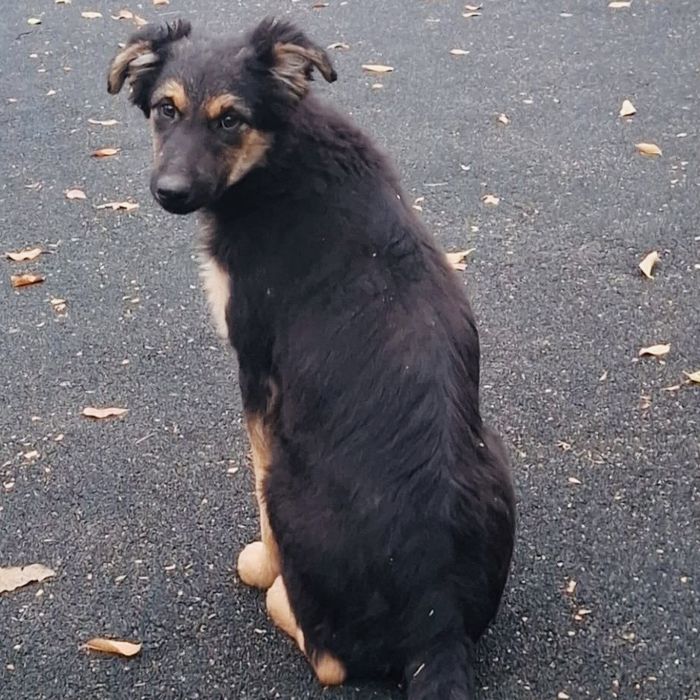 Щенок мальчик Щенки щенята собака