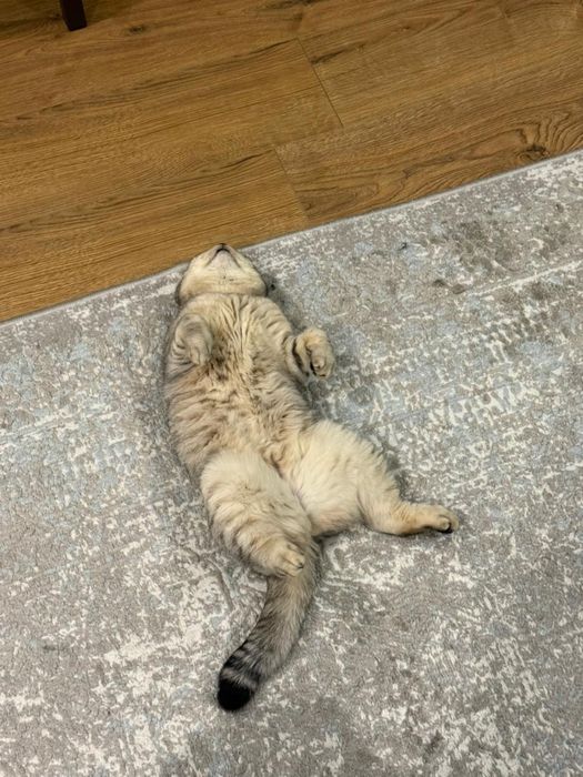 Кошка в хорошие руки