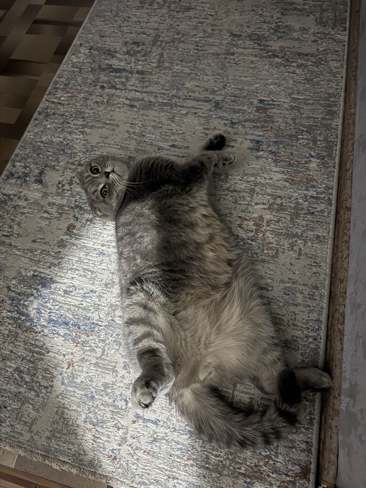 Отдам даром кота