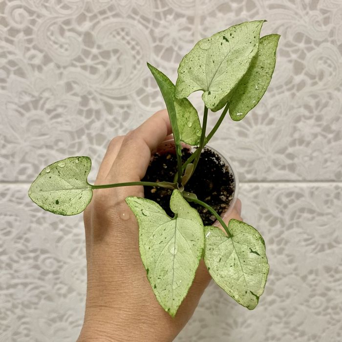 Сингониумы! Разные сорта сингониумов! Комнатные цветы!