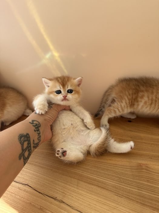 Котята Британскиой Золотой Шиншиллы