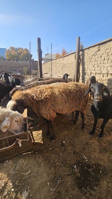 Семіз қойлар сатылады