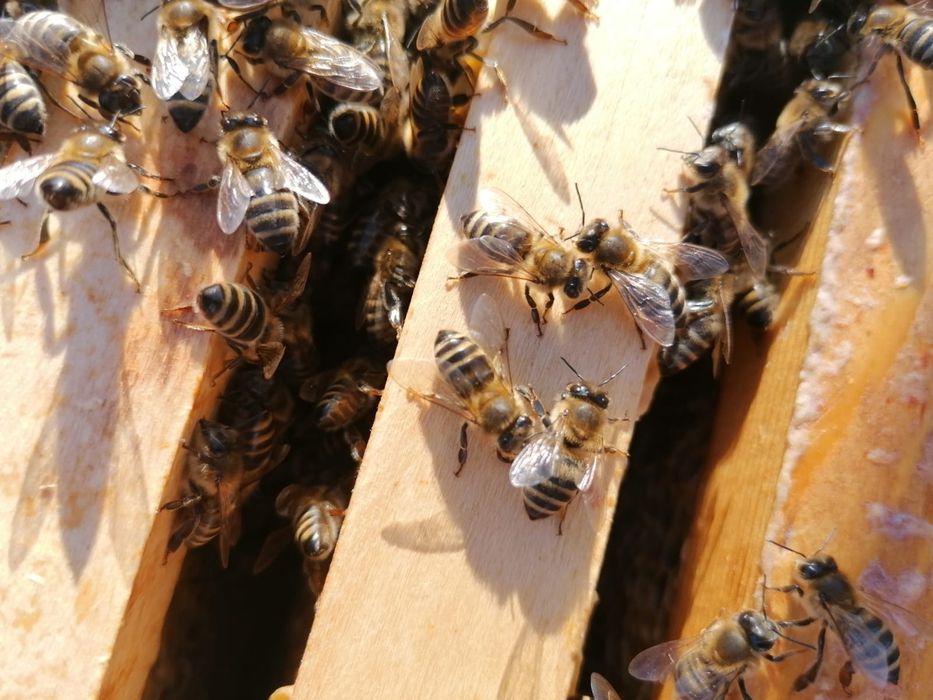Vând familii de albine, Sibiu