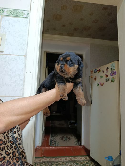 Ройтвелер щенок.