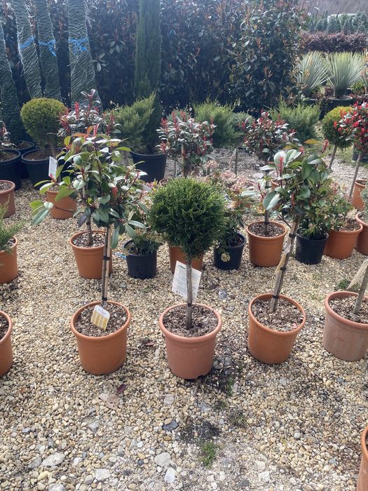 Copăcei pe tijă mai multe