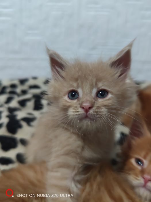 Продам котят породы Мейн Кун