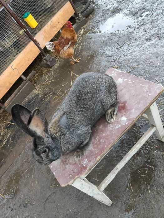 Vând iepuri maturi și pui