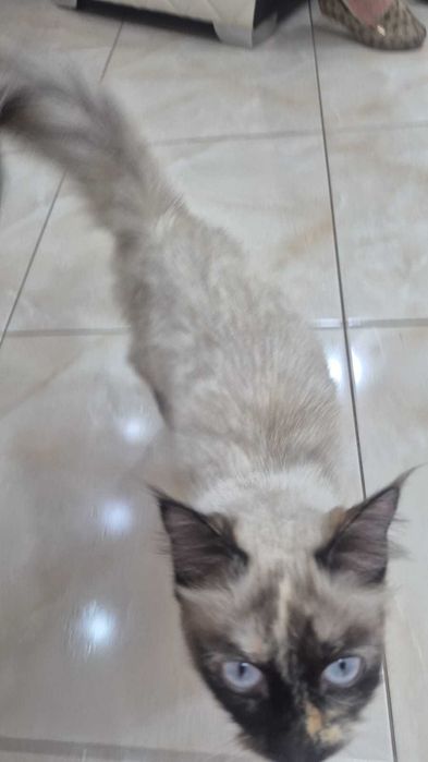 Нашли кошку, сиамскую