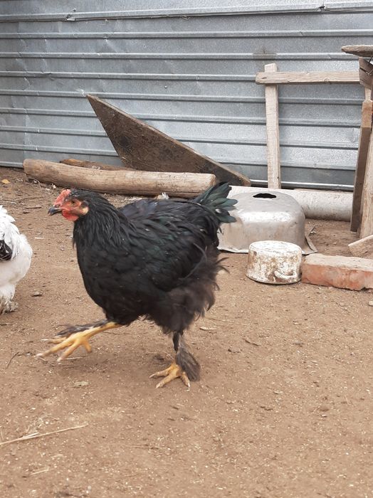 Черный Петух и куры для Лечение.