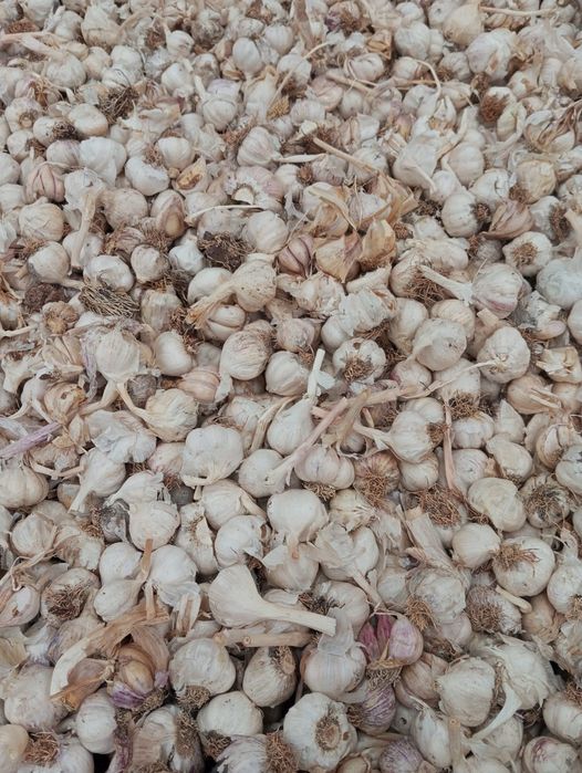 Vand usturoi de pus in pamant si de piata