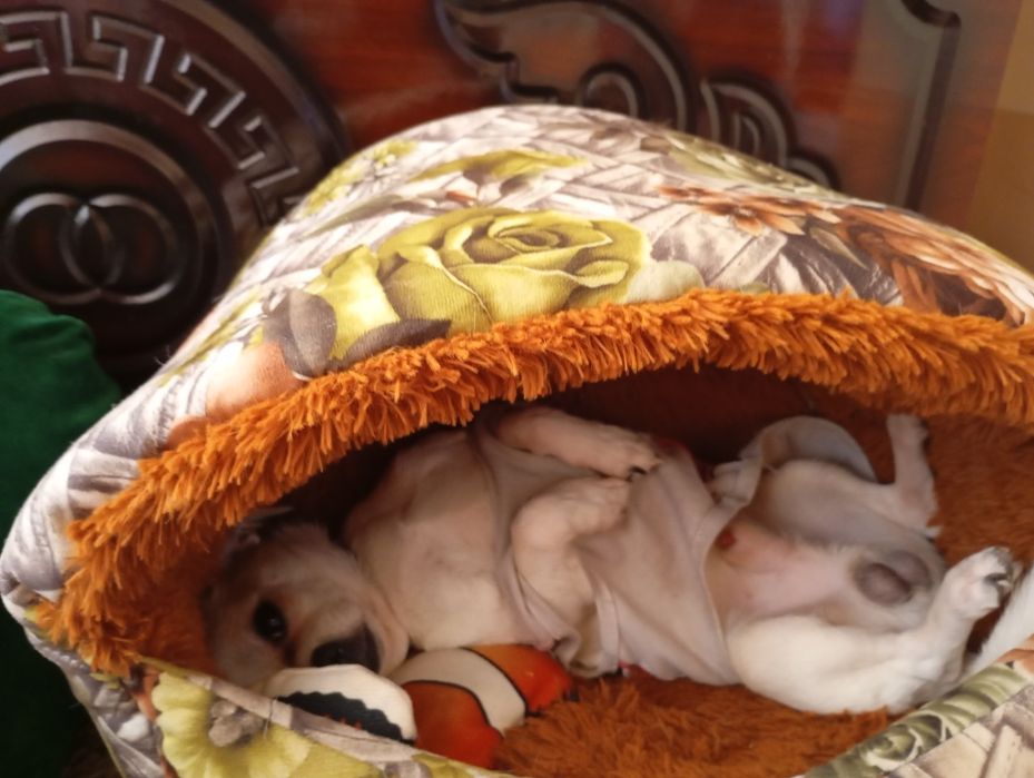 Чхвахува сабака продам