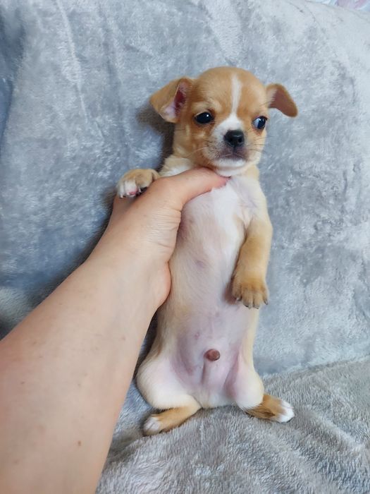 Продаю щенков чихуахуа