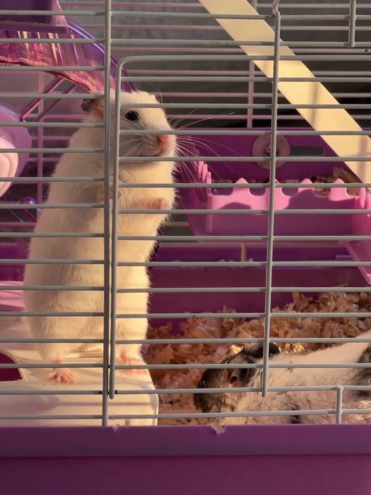 Животные хамйак.