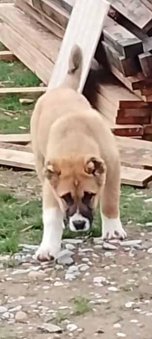 Ургашы төбет кушык