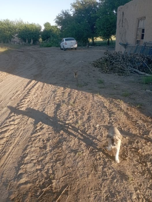 Kuchukchlar kimga kerak